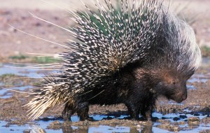 African Crested Porcupine